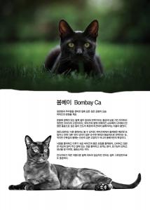 봄베이  Bombay Cat